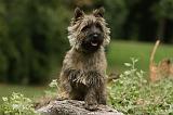 CAIRN TERRIER 396